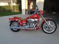 Scarlet after the 95 inch re-plant.jpg Scarlet after the 95 inch re-plant.jpg